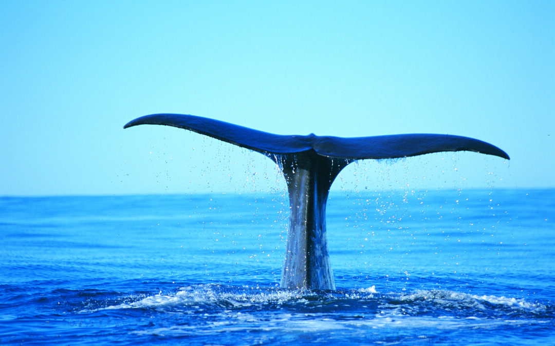 Whale of a time